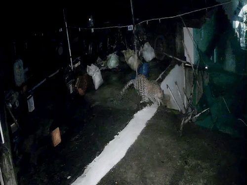 कांकेर में तेंदुए ने पालतू जर्मन शेफर्ड को बनाया शिकार, CCTV में कैद हुई घटना; चारामा में भालू की हलचल से दहशत