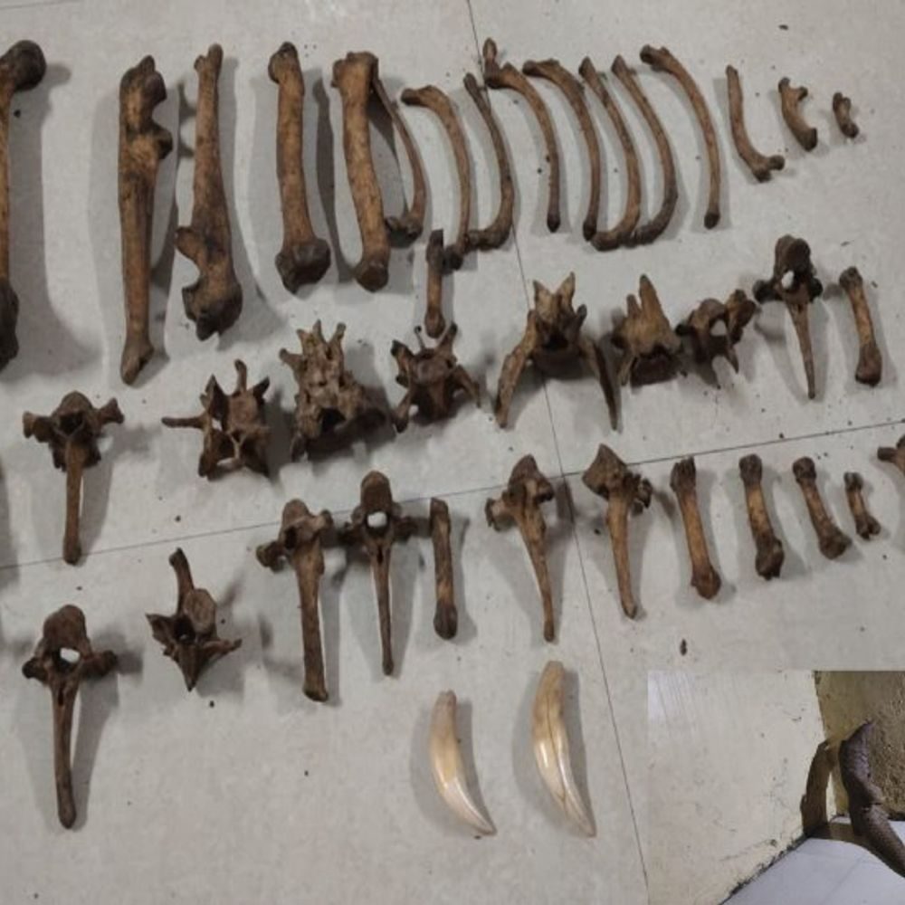 आलापल्ली के जिमेला जंगल में बड़ी कार्रवाई: अंतरराज्यीय वन्यजीव तस्कर गिरोह के 6 सदस्य गिरफ्तार, 2 जिंदा पेंगोलिन और बाघ की 43 हड्डियां जब्त